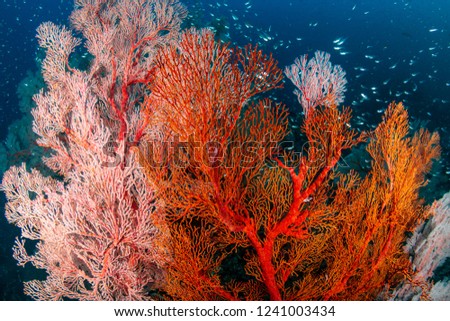 Beautiful, colorful tropical coral reef at the Surin Islands (Richelieu Rock) Royalty-Free Stock Photo #1241003434