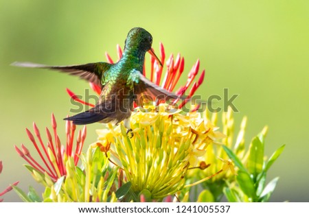 A Copper-rumped Hummingbird dances on the Ixora flowers.