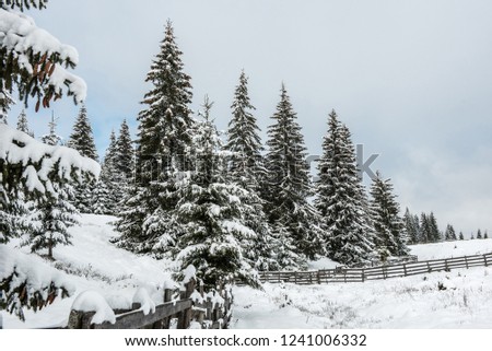 Fairy winter landscape with fir trees. Christmas greetings background with snowy forest in the mountains