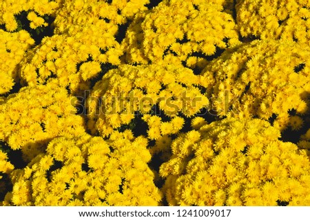 Beautiful chrysanthemum as background picture. Chrysanthemum wallpaper and texture.