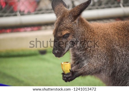 Brown Dwarf kangaroos