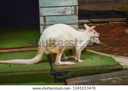 White Dwarf kangaroos