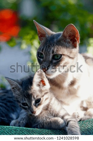 Mother cat exchanging kisses and love, playing and cleaning with her kittens in Crete Greece on a Farm Macro photography of some great shots from the loving cats