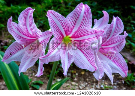 Big flowers on a loned on gentle white and pink background out doors.Close up macro.