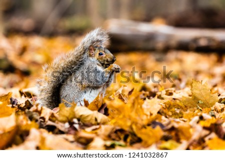 Eastern grey squirrel feeding in late fall with golden fall colors all around, in a boreal forest, Quebec, Canada.