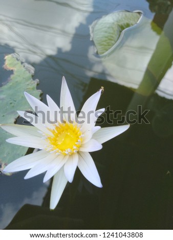 white lotus in pond.