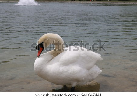 a white swan