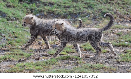 These two cheetah cubs were running as fast as lightning.