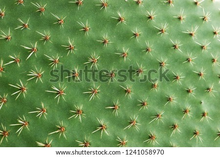 Closeup of spines on cactus, background cactus with spines Royalty-Free Stock Photo #1241058970