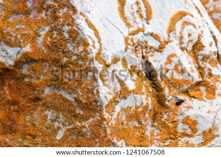 Background natural pattern of red lichen on a smooth gray stone