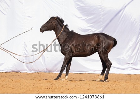 Black Horse gallops across the sand in a pen on a white background, without people.