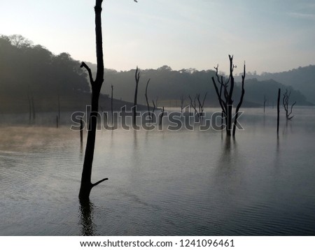 India, Kerala, Periyar, 02/10/2009: trunks of old trees submerged along the lake navigation of the Peryar nature reserve