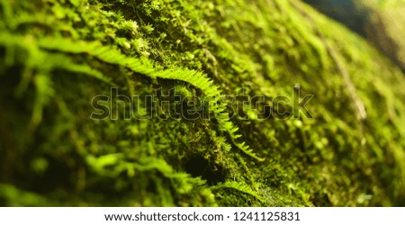 green moss growing on the rock in backgrounds and textures.
