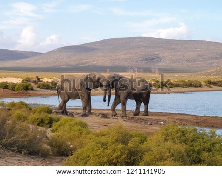 Elephants at Aquila Private Game Reserve in South Africa Royalty-Free Stock Photo #1241141905
