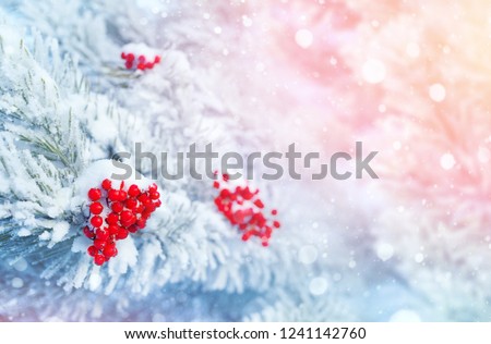 Winter bright background. Clusters of bright frozen rowan on pine branches.