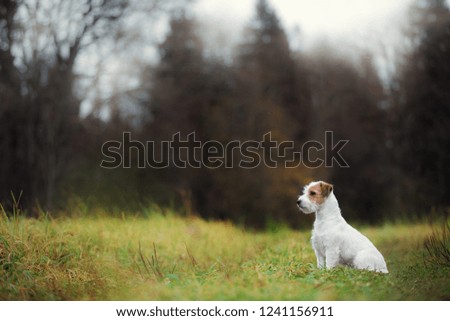 portrait of Jack Russell Terrier dog sitting in autumn field