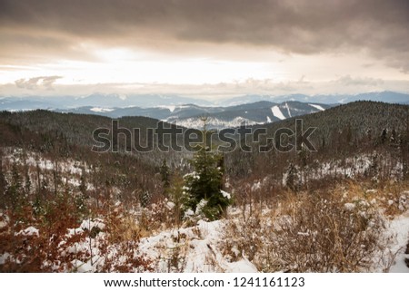 Mountains Carpathians in winter