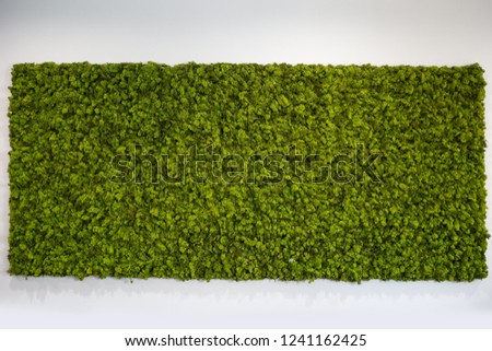 Reindeer moss wall, green wall decoration Royalty-Free Stock Photo #1241162425
