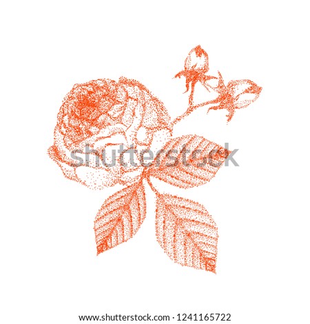 Hand drawn rose vector. Beautiful black and white bouquet rose and leaves. 