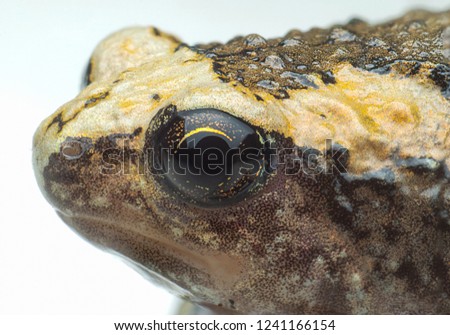 
Macro image of Asian narrowmouth toad (Kaloula pulchra), at high magnification, Good sharpen and detailed, eye and face very clear.
