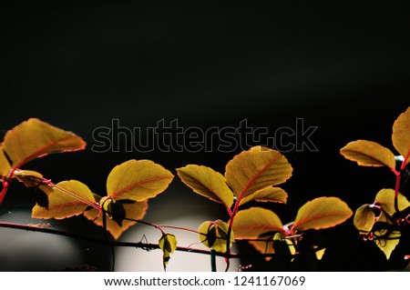 leaves against sunlight bokeh, natural background shallow dept of field