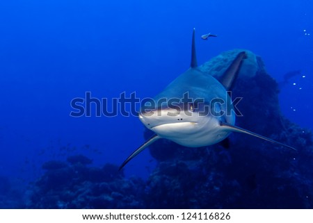 A grey shark jaws ready to attack underwater close up portrait