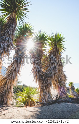 Palms on the beach at Torre Paola, near San Felice Circeo, Italy
