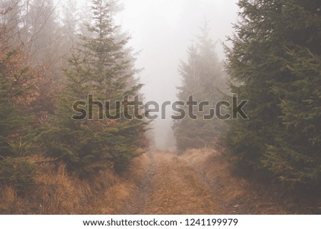 The autumn forest trail runs between low spruces and dry grasses into the center of the picture. The road ends in a fog. Autumn atmosphere, natural colors.