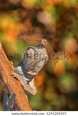 Green chameleon - Stock Image