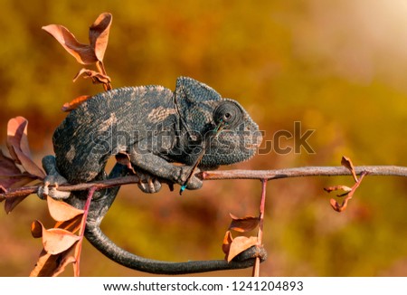 Green chameleon - Stock Image