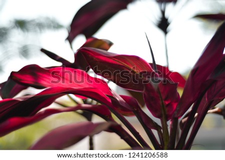 red leaves that grow naturally