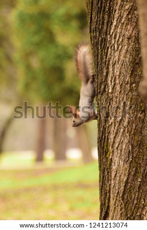  Young gray-brown squirrel Sciurus vulgaris sitting on a maple tree in spring in the foothill park of the North Caucasus                              