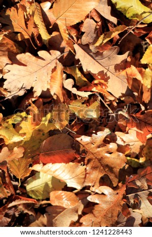Close-up of autumn leaves, trees, against the blue sky, bright abstract pictures, textures and screensavers.