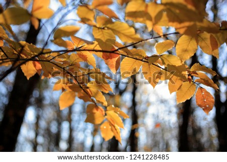 Close-up of autumn leaves, trees, against the blue sky, bright abstract pictures, textures and screensavers.