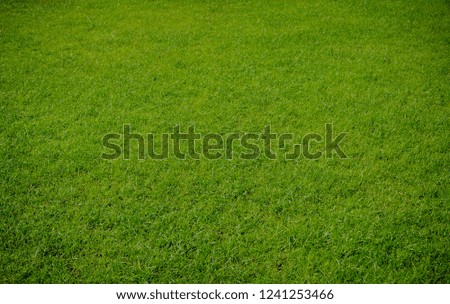 Green grass background texture. top view.