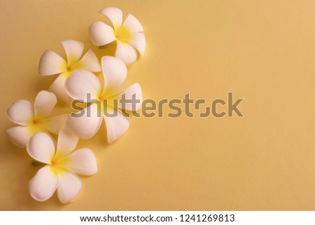 Tropical white flowers (plumeria) on yellow background. Concept for greeting card, postcard. Copy space.