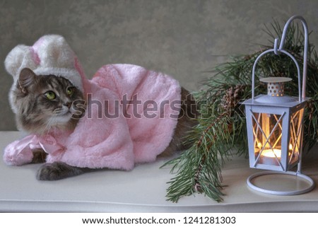 Christmas card with a charming fluffy cat in a fur coat
