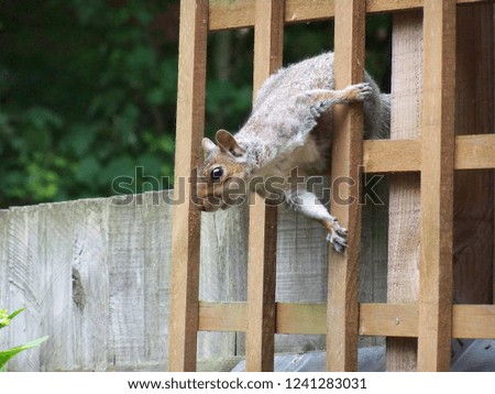 Squirrel on Fence