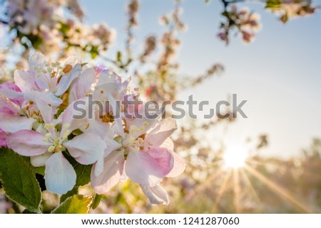 Apple blossom, spring flower in sunlight