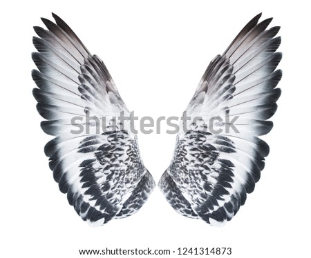 Angel wings isolated on white background. The wings of the pigeon.