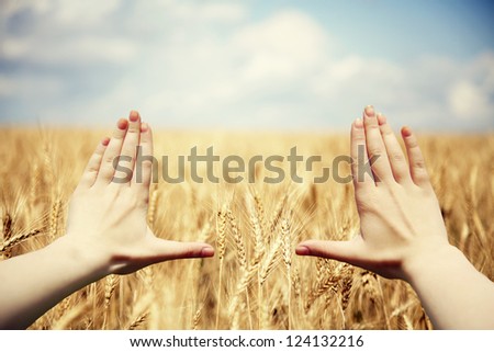 Hand's frame over the wheat field