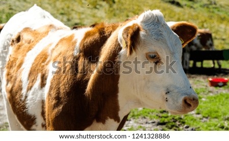 This picture shows a cow calmly walking across the meadow in the mountains.