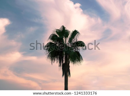 Palm tree against the sky with clouds