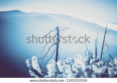 the amazing winter background with snow covered tree
