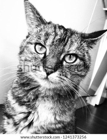 Black and white picture of beautiful tortoiseshell cat staring at camera.  Kitchen home interior background. Bold eyes, whiskers and fluffy fur.