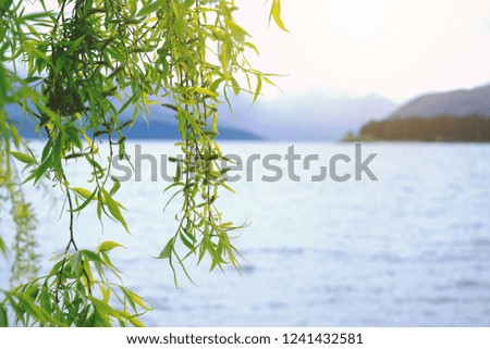 Close up of branches of green leaves hanging over water on a sunny day with lake and mountains in the background. Image with copy space and selective focus.