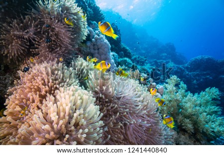 Coral Reef Red Sea North 80