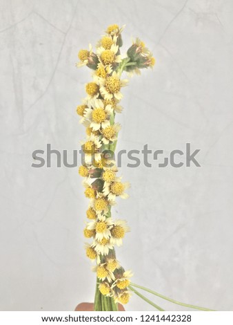 flower arrangements on grey background. side view
