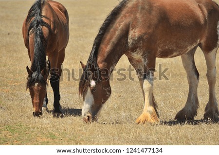 2 horses grazing on a dry grass pasture on a sunny day