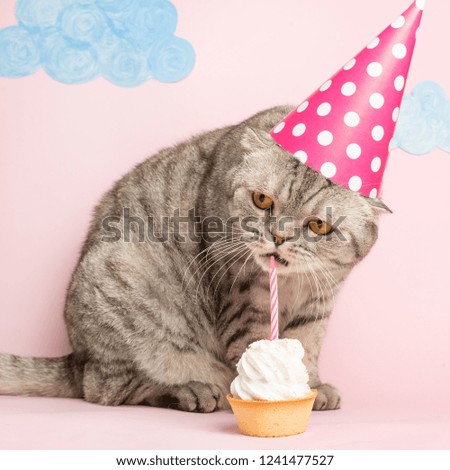 Cat eats cake in the cap. Concept birthday and holiday